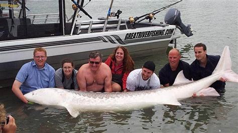 giant frazer|largest sturgeon caught in canada.